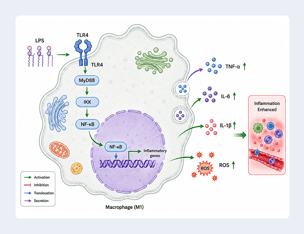 Cell mechanism diagram