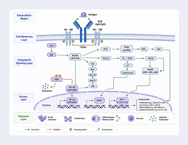 Signaling pathway diagram